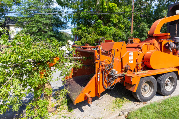 Tree Health Inspection in Landis, NC